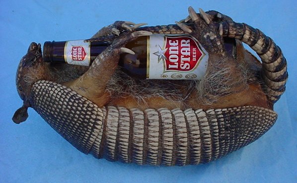 real stuffed armadillo for sale